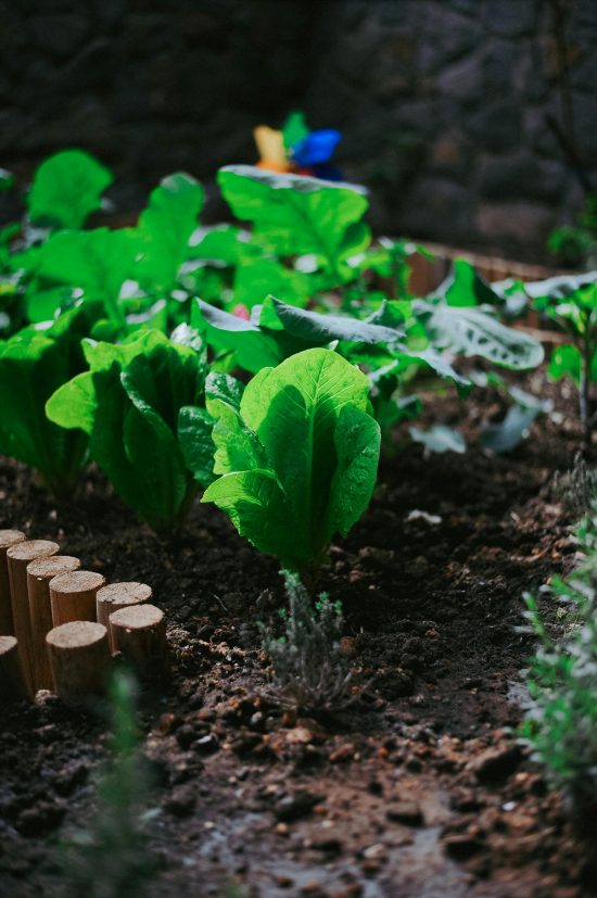 🌿 Del cemento al verde: cómo crear tu huerto urbano en la terraza 🪴