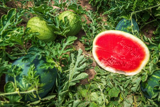 🍉💧 Los 10 beneficios de la sandía que te harán correr al mercado 🏃‍♀️✨