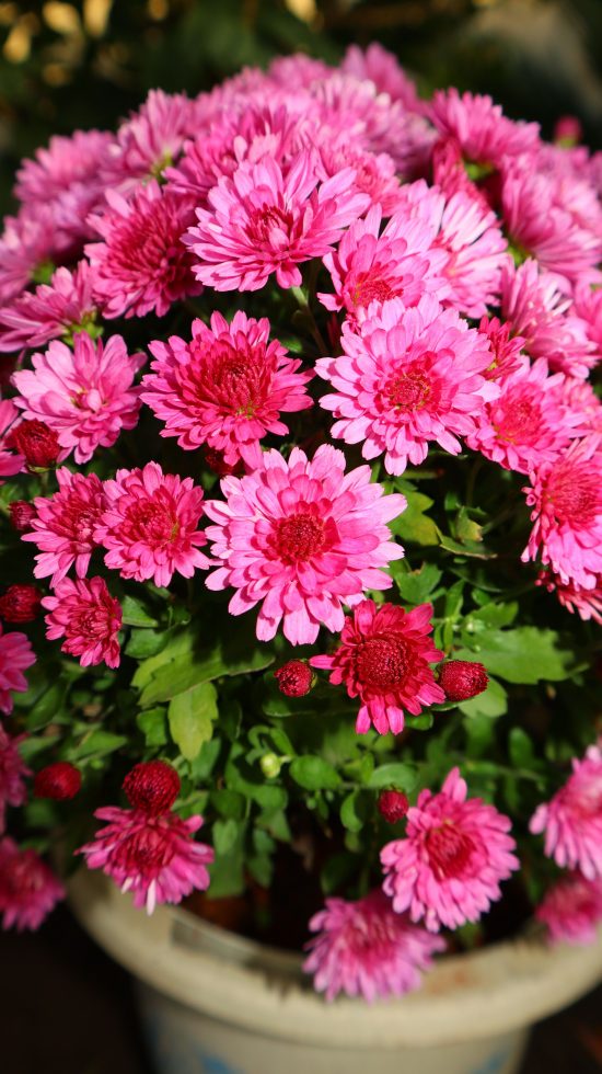 🌼 Flores de otoño: color y vida cuando cambian las hojas